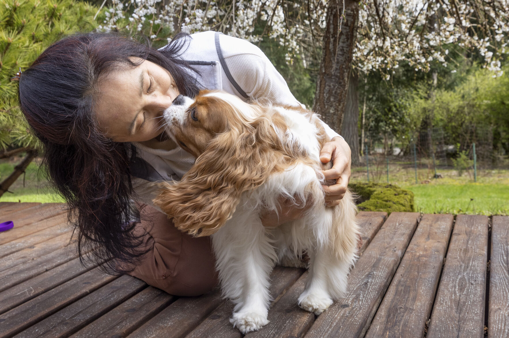 Cavalier King Charles Spaniel Hanna